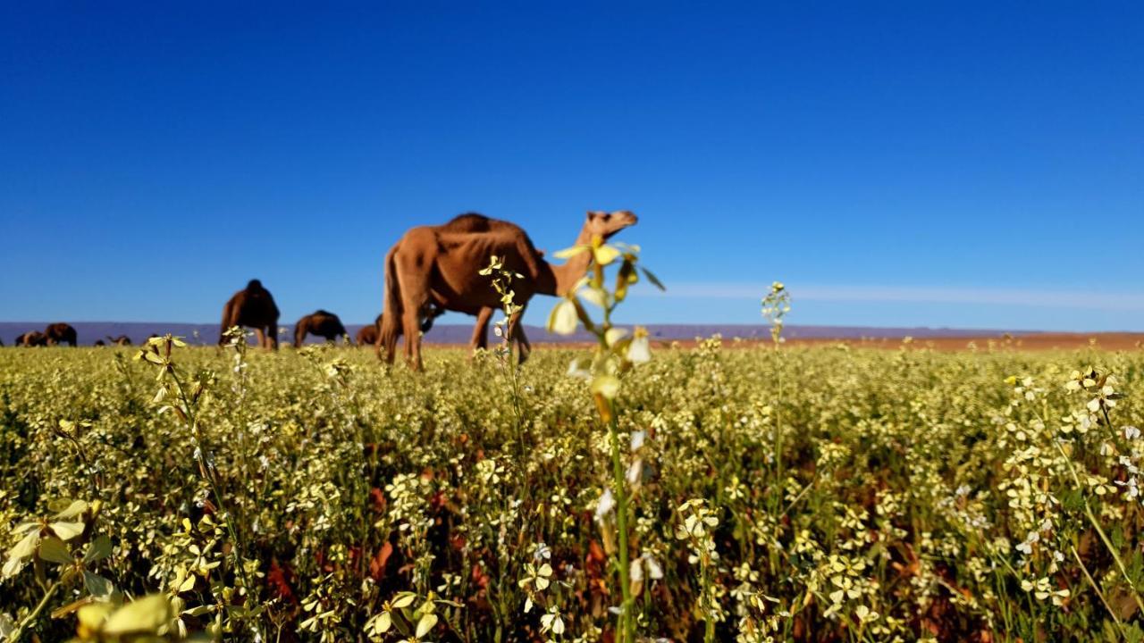 Sahara Luxury Camp Vip Hotel Merzouga Ngoại thất bức ảnh